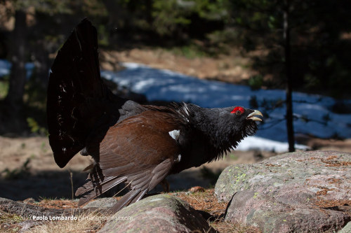 mirdam-aves:Species | Eurasian capercaillieThe Eurasian capercaillie (Tetrao urogallus) has many nam