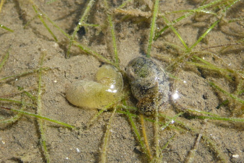 Bubble snail haminoea sp.- and their egg mass, at Rowes Bay, Townsville. Photographer: Melanie Wood