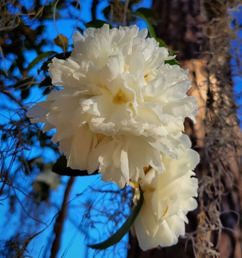 Floodlights bright in the morning; not the night. #camellias #winterflowers #flora #floral #flowersi