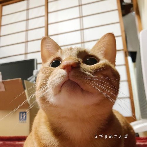 えだ おはよう。 . . . #cat #catstagram #catsofinstagram #ilovemycats #picneko #ねこ #猫との暮らし #にゃんすたぐらむ #茶トラ #え