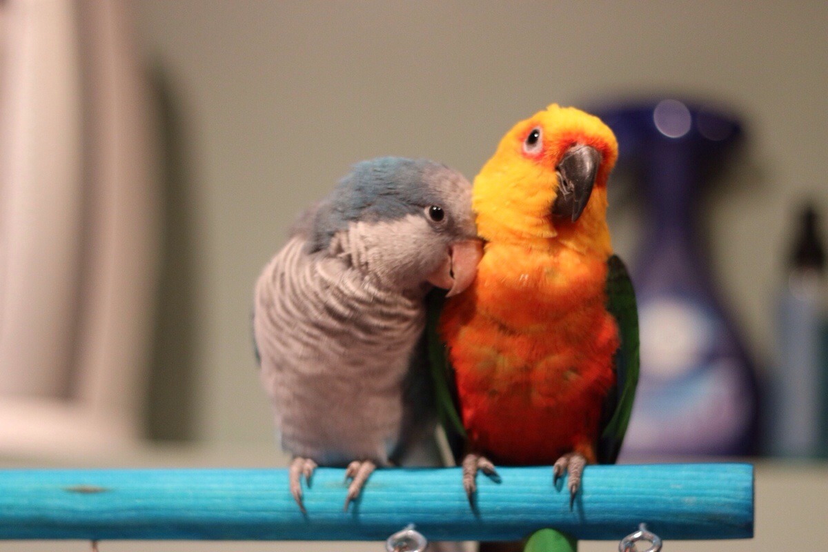 awwww-cute:  I know birds aren’t popular on here, but here are my two beautiful