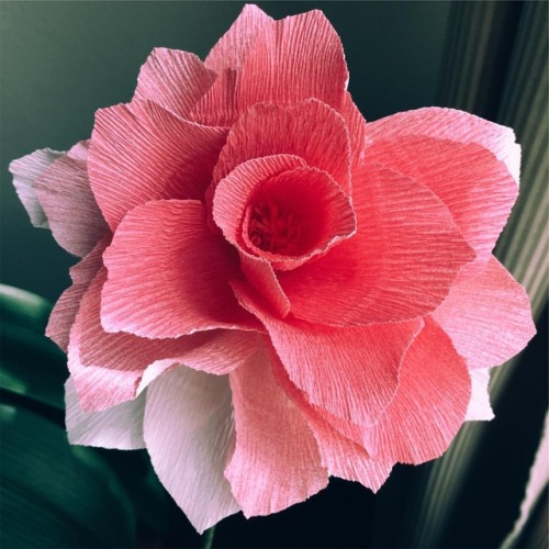 Ombré rose in Italian crepe paper inspired by @lmdolan75&rsquo;s tutorial! #creperose #craft #papera