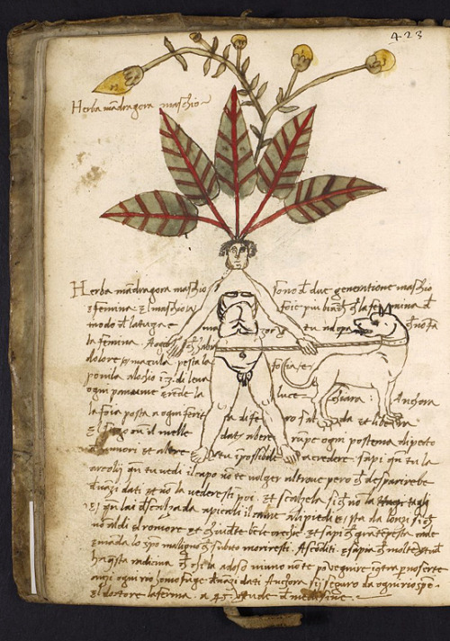 upennmanuscripts: From fols. 38v and 39v of LJS 419 – a 15C Italian herbal – come these 