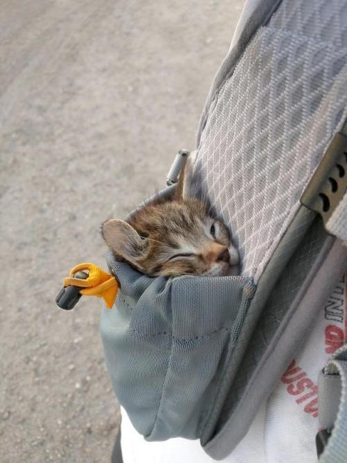cutecornflakes:  Pocket cat