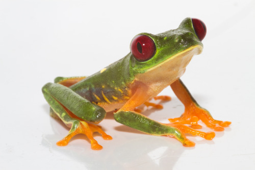 ayustar:markscherz:txdoan:Frogs of Panama - Brian GratwickeOof.This is great!