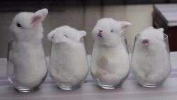 awwww-cute:  Cups of bunnies. (Source: http://ift.tt/1T9Fozc)