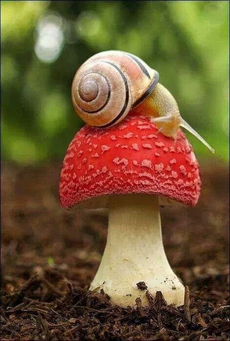 gravitationalbeauty:  Pin by Sarah Moore on For the Naturalist  