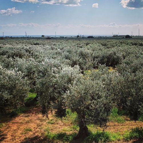 A silver sea of olive trees with the Mediterranean sea in the distance #experiencesicily #sicily #ol