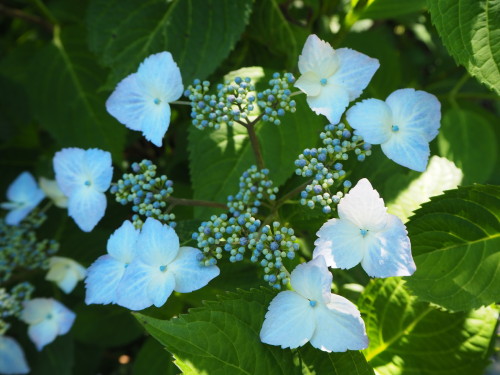 善光寺の紫陽花。