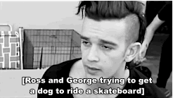 adoringmatty:  reallyhealy:  mattys1975:  june1stthe1975: I hope to be at the forefront of a global revolution where dogs run the world. - George Daniel  the 1975 x dogs  “ross and george trying to get a dog to ride a skateboard”  my favorite