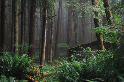 homeintheforest: A Cabin Amongst the Forest by Darian Wong