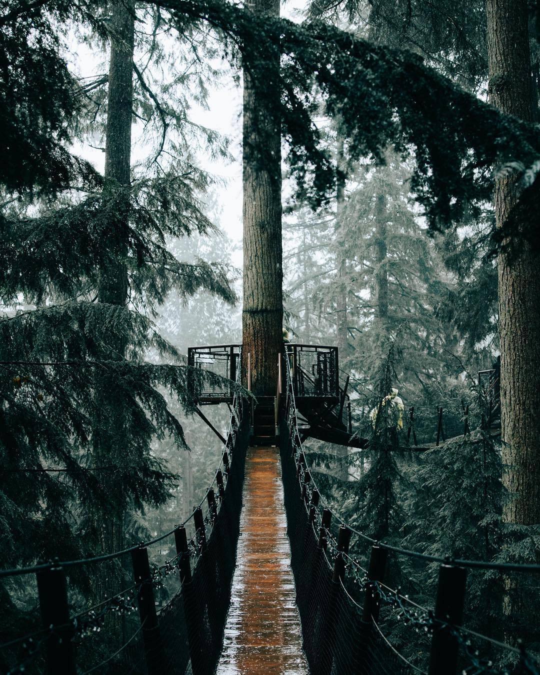 maureen2musings:  Rainy day adventures…lostintheforrest   Wherever this is, I need