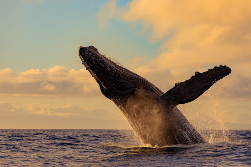 Humpback Whale Breach Close Encounter by jeffrey342 Lahaina, Maui. flic.kr/p/2i18e9s