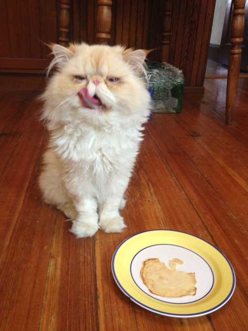 lucifurfluffypants:Cat lady status: Advanced. Mom made me strawberry crepes. Cat-sized crepes. #pers