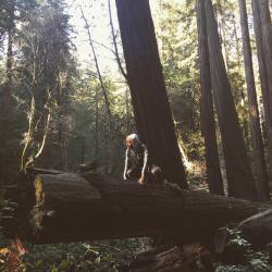 Had to go take over for Ceasar! 🐒 (at Mount Tamalpais State Park)