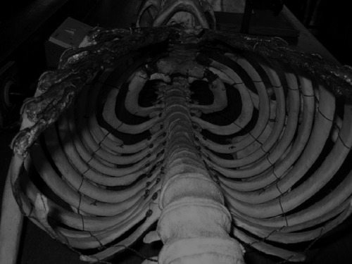 satanic-sanctum:  Human Rib Cage edited…original here  