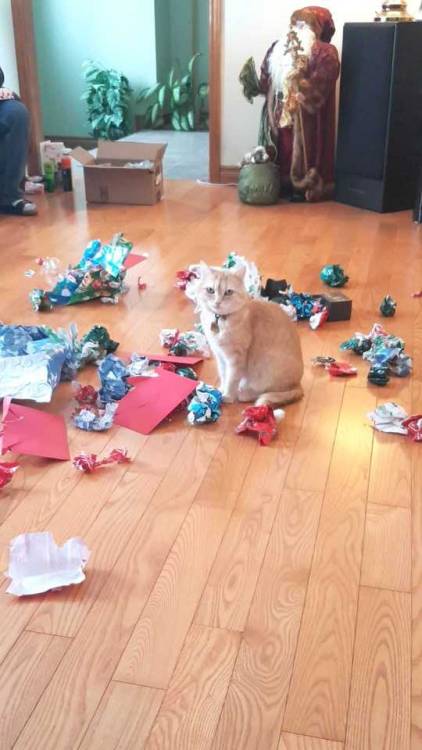 nostalgiakillls:She’s scared of everything all year, except the wrapping paper at Christmas