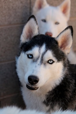 shapedlightlikes: 6woofs:  I was taking pictures of Luka posing by the wall when someone photobombed at the perfect time. Look at that grin.  Quick follow-up reblog. Also,  