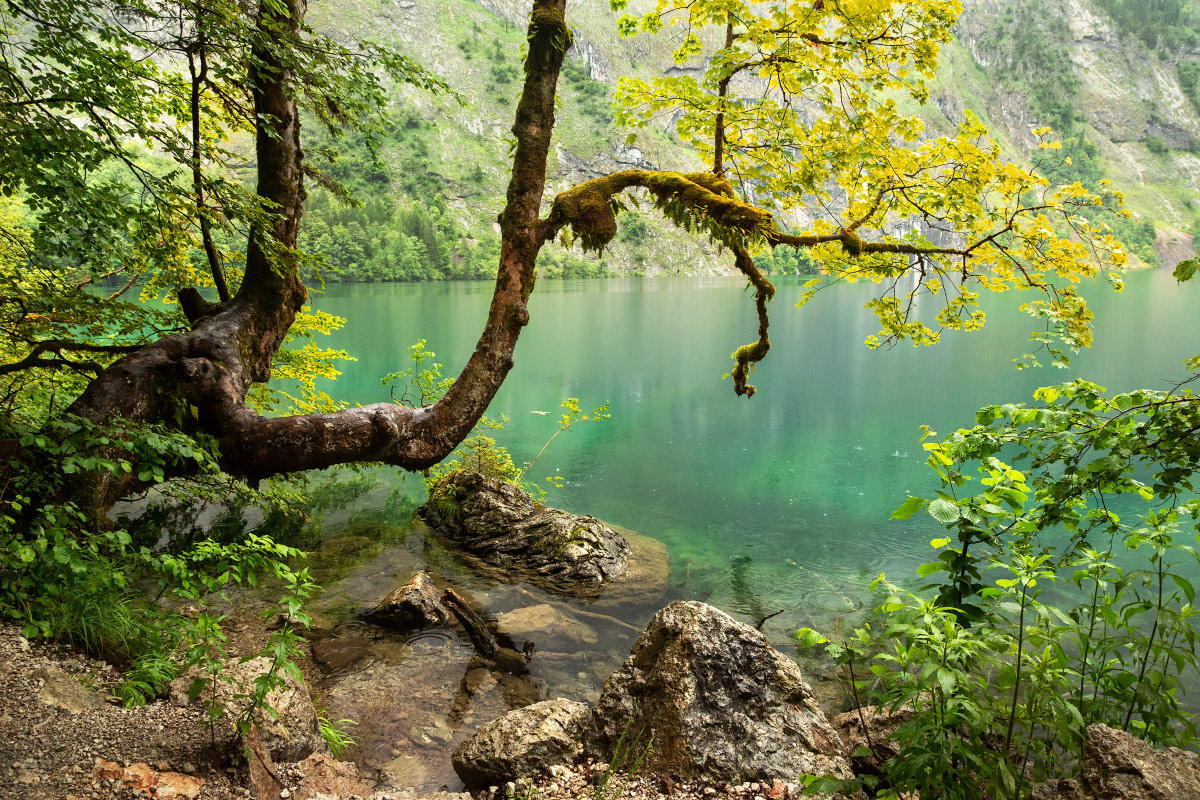 A Nature Blog