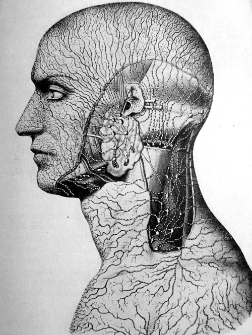 The lymph organs of the body surface, from Fritz Kahn’s Man in Structure & Function, 1939