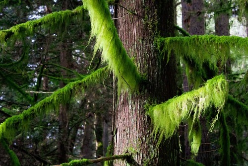 expressions-of-nature:Squak Mountain, WA by Ryan Stone