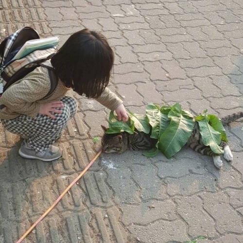 sulfade: a little girl from china covered a cat on the street with leaves because she was afraid that the cat would catch a cold 💛