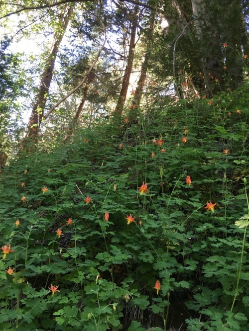 I found this lovely patch of Western Columbines (Aquilegia formosa) by a creek in the Angeles Nation