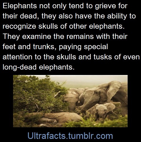 shadzilla:  imdemetrialynn:   peace-love-rough-sex:  gleaux:  ultrafacts:  1017sosa300:  ultrafacts:   Sources: 1 2 3 4 5 6 7 8 9 10   Follow Ultrafacts for more facts   baby elephants are so CUTE  Adding more elephant facts to the compilation! Sources: