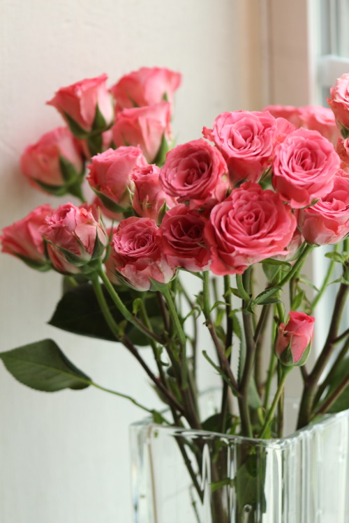 Photo Shoot: A Pink Bouquet of Roses!