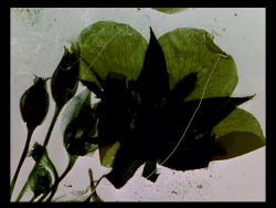 Greygeisha: Stan Brakhage, The Garden Of Earthly Delights (1981) 