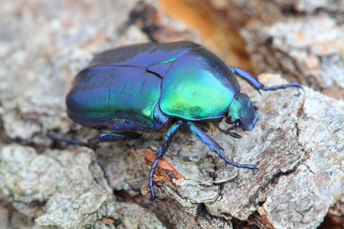 onenicebugperday:Jewel rose chafers, Cetoniinae, Scarabaeidae1-3. Protaetia speciosissima4-5. Protae