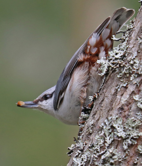 Eurasian nuthatch/nötväcka. 