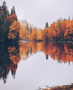 Porn photo autumn-dreamin:🍁 autumn-dreamin 🍁