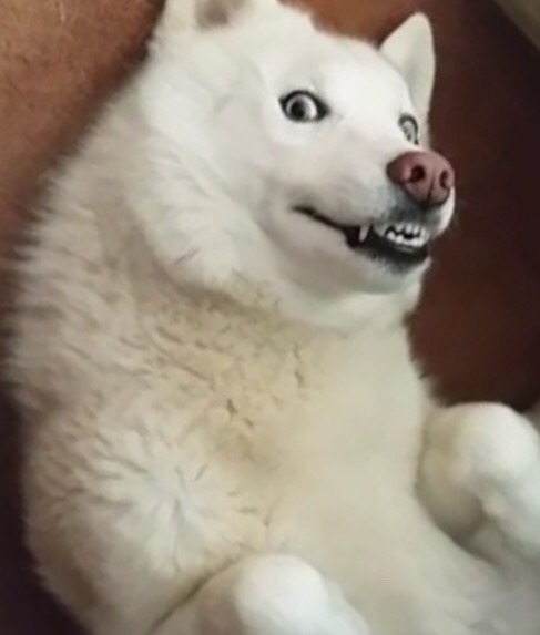 vaultek:  @6woofs Luka in that video you posted yesterday is too much 