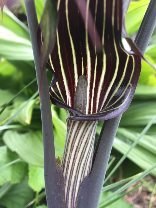 5-and-a-half-acres:Arisaema. Don’t know the species (maybe ciliatum) but it spreads itself around th