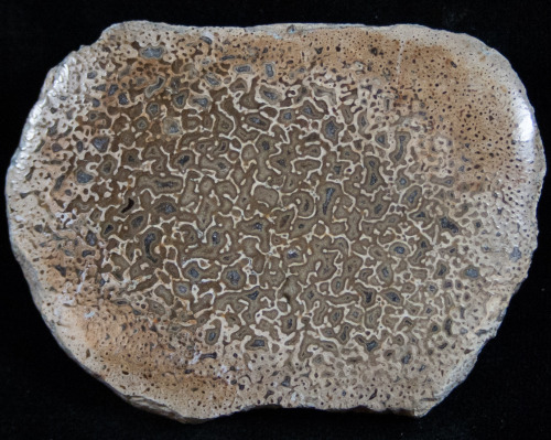 fossilera:Large Polished Agatized Dinosaur Bone Section - 2.1"Beautiful cell structure on this 