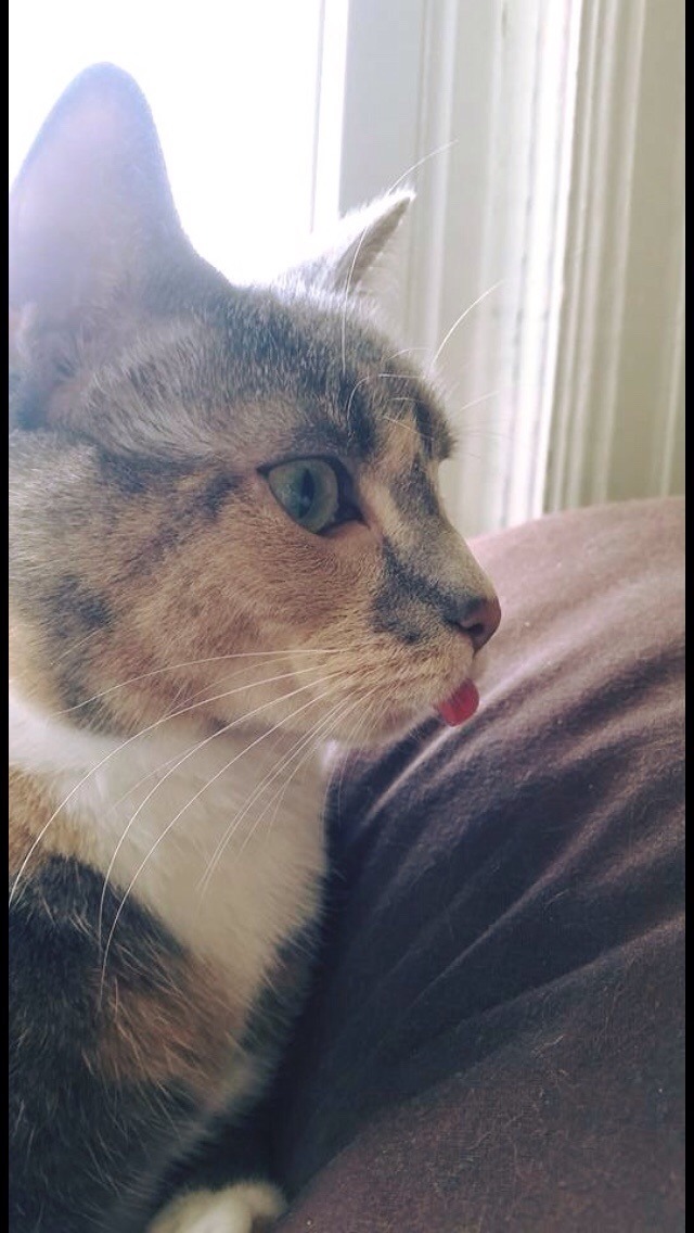 dailyblep:  Bleepdailyblep.tumblr.com source: http://imgur.com/r/blep/1lYR6v5