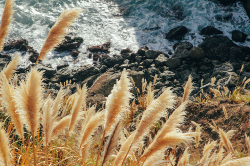 thenorthwestexplorer:  Big Sur Location: Highway 1, California Date: December 19th, 2015