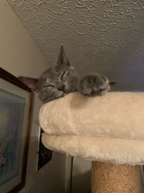 Our Cutie Cleopatra Reaches Her Paw Out To You!