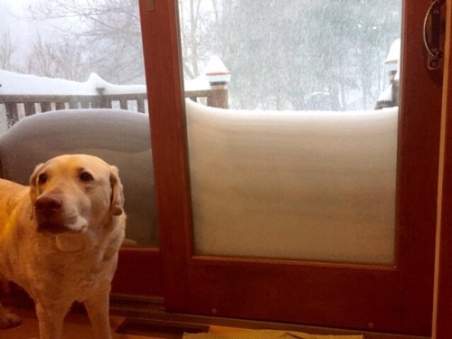 back-that-sass-up:
subjecttocaprice:

subjecttocaprice:

My mom just sent me this picture of my dog…I guess we got a lot of snow, then

update:

Great update 