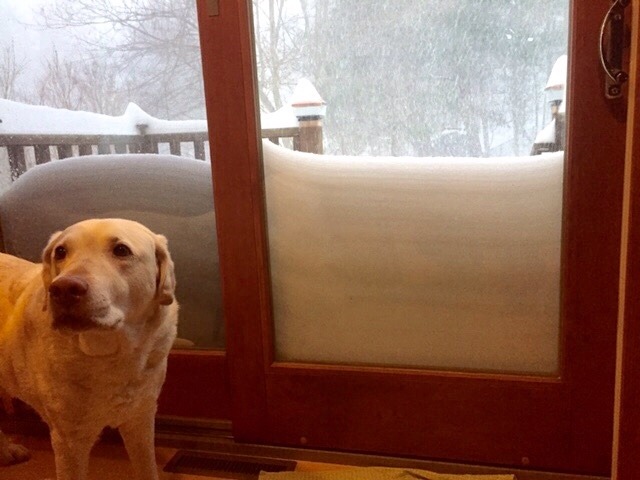 back-that-sass-up:
“ subjecttocaprice:
“ subjecttocaprice:
“ My mom just sent me this picture of my dog…I guess we got a lot of snow, then
”
update:
”
Great update
”