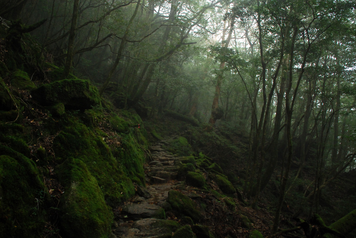 positive-everything:  19.11.2015 Yakushima This morning I woke up early to catch