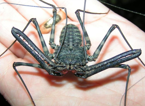 Daily Arachnophile Tailless Whip Scorpions