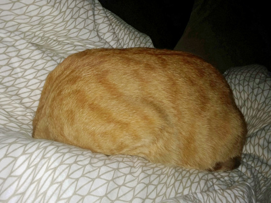 tastefullyoffensive:  Ginger bread. (photos by pmmeyourscars)