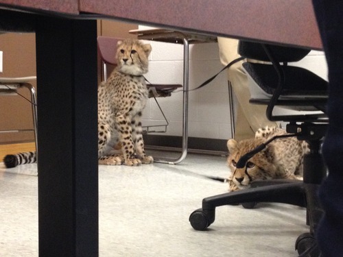So I'm learning about Cheetah's in my Biology of East Africa class