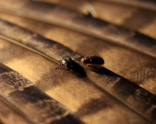 Dermestid beetles (Dermestes maculatus), or flesh-eating beetles, are used by CRC to clean skulls an