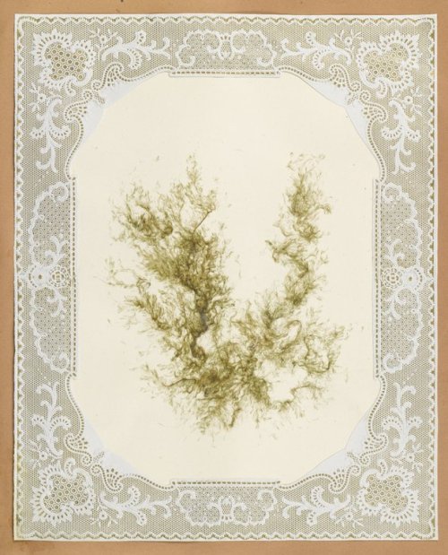 focsle: Victorian seaweed albums are one of my favorite things though.Source: Brooklyn Museum L