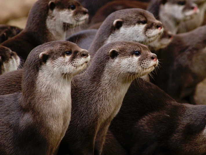otterkingdom:  Remember, only the things we believe to be possible, can be achieved.