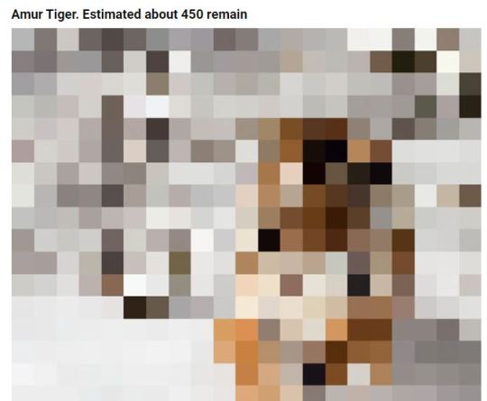 These Pics Are Composed Of As Many Pixels As There Are Animals Still Alive In These Species