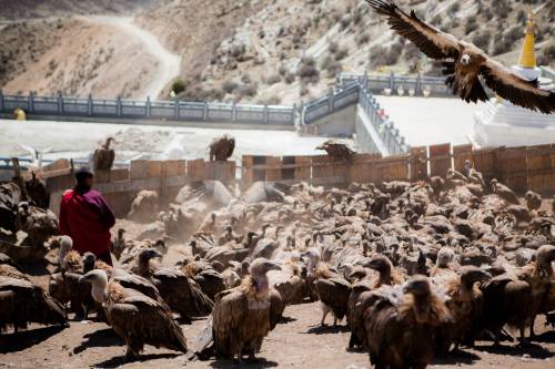 On the Vulture, Part I: The Vulture and human culture In April 2013, while on a hike in the Pyrenees